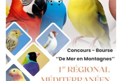 oiseaux club palavas herault - Agrandir l'image, fenêtre modale